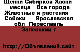 Щенки Сибиркой Хаски 2 месяца - Все города Животные и растения » Собаки   . Ярославская обл.,Переславль-Залесский г.